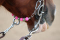 Hot Pink/Cheetah Curb Chain