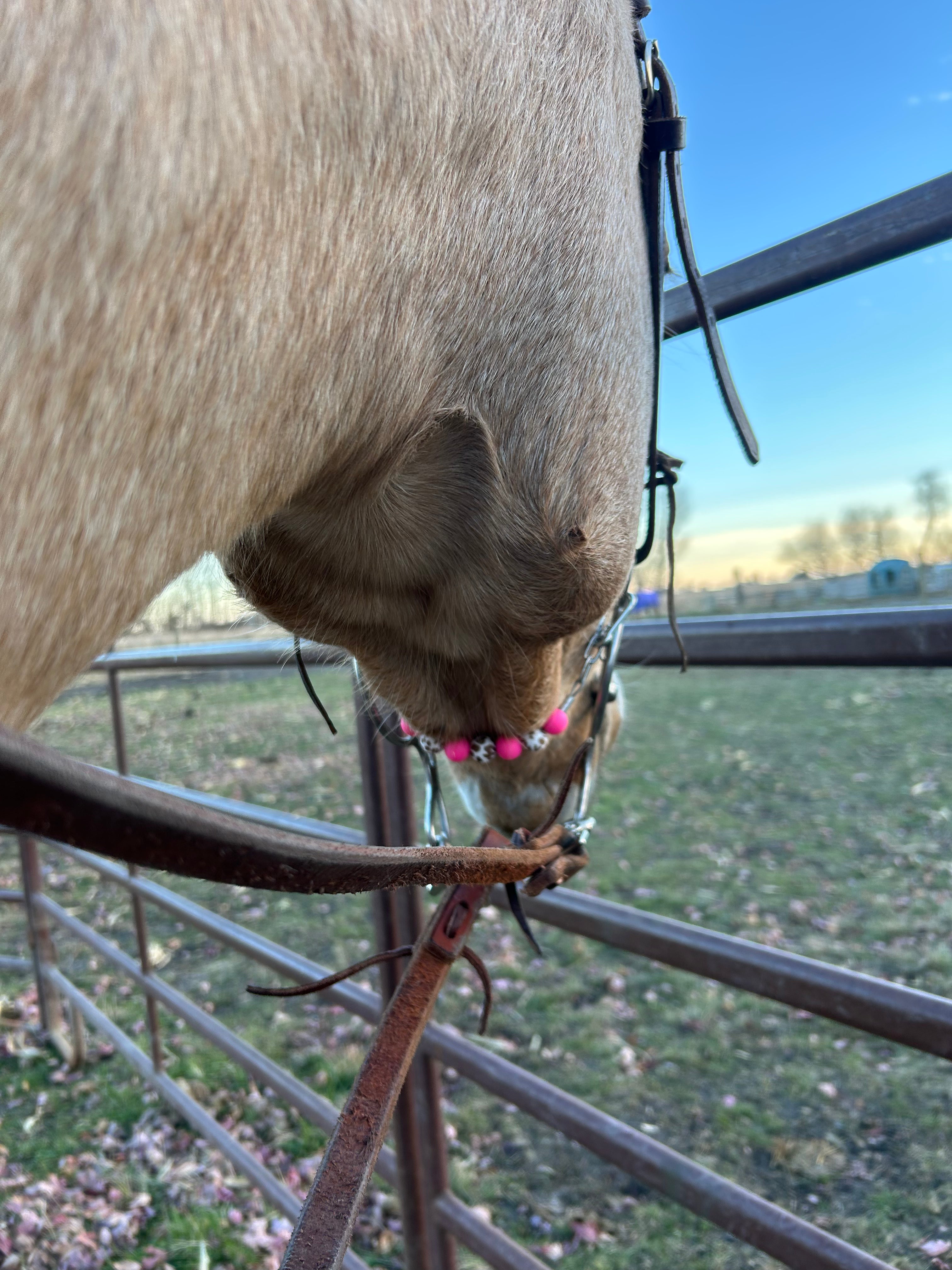 Hot Pink/Cow Print Curb Chain